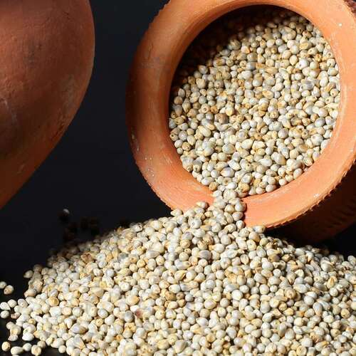 Pearl Millet (கம்பு)