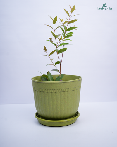 Lime Green Ribbed Eco Garden Pot with Saucer