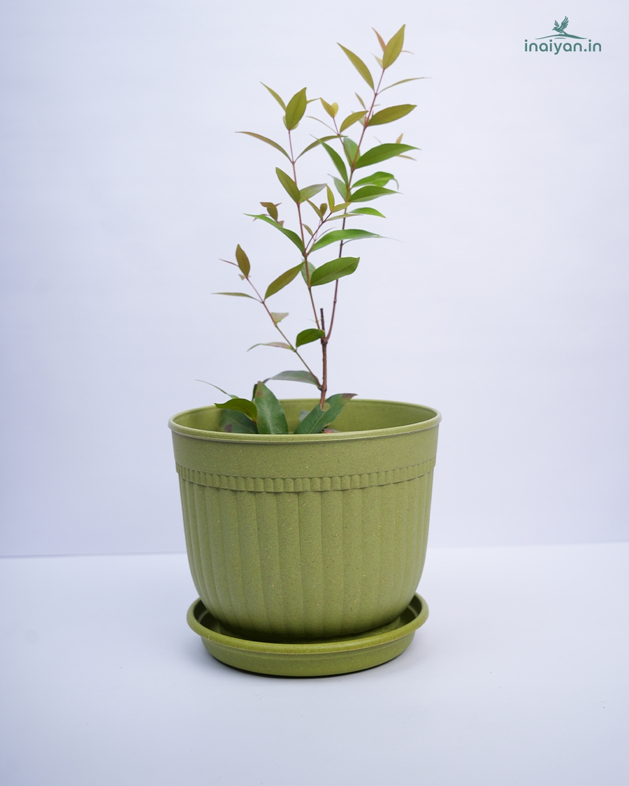 Lime Green Ribbed Eco Garden Pot with Saucer