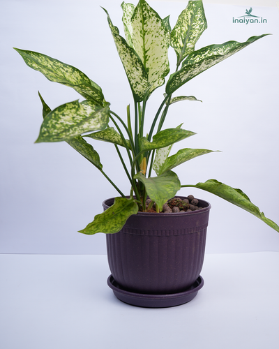 Deep Purple Eco Garden Pot with Saucer