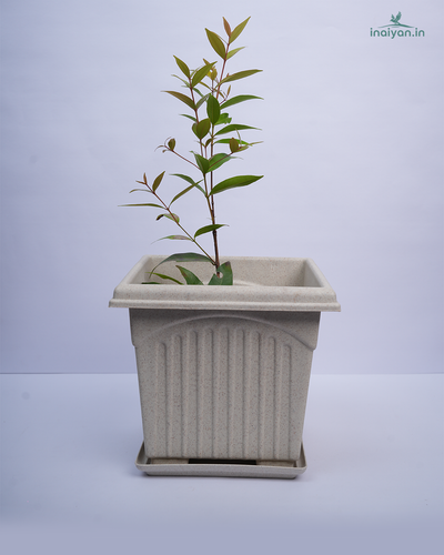 Square Sage Green Tulsi Planter