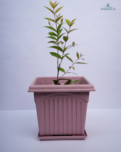 Square Blush Rose Tulsi Planter