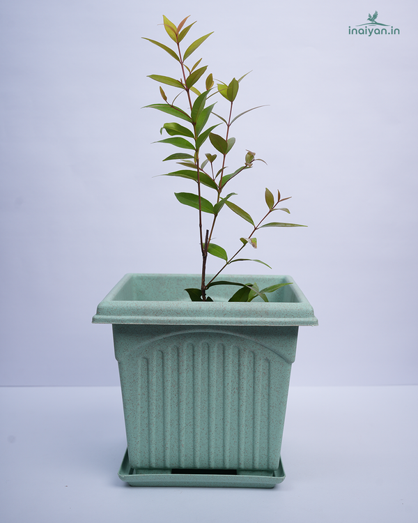 Square Dusty Mauve Tulsi Planter - 8"