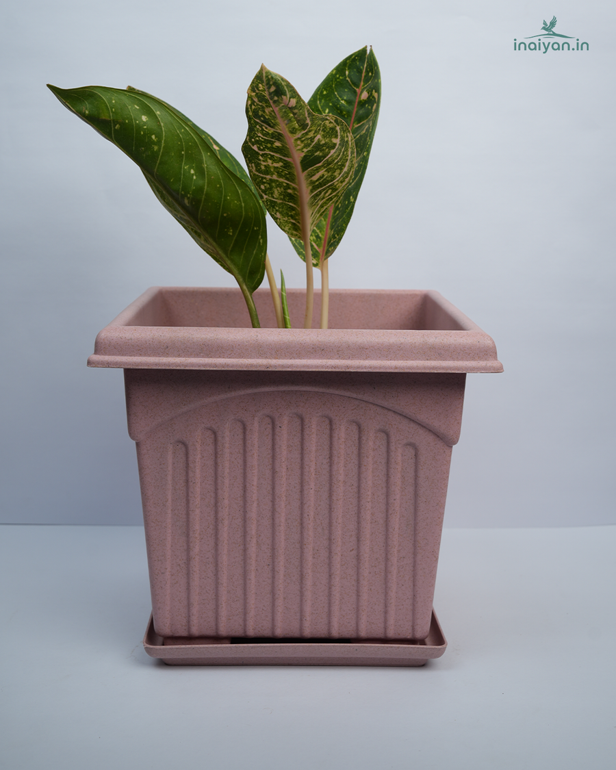 Square Sage Tulsi Planter - Large