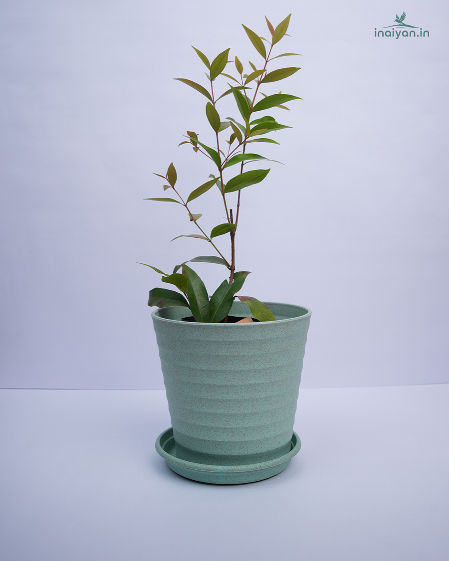 Ribbed Eco Garden Pot with Saucer - Sage Green