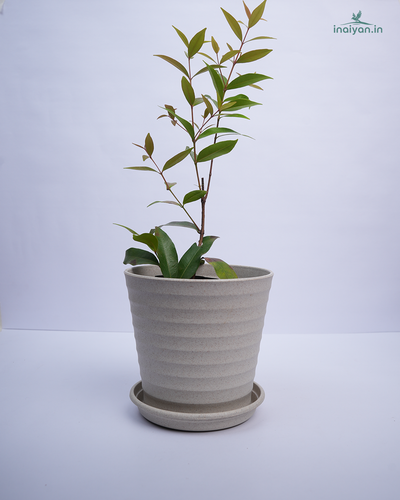 Ribbed Eco Garden Pot with Saucer - Sage