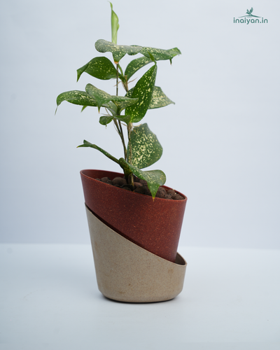 Dual-Tone Self-Watering Eco Planter - Terracotta