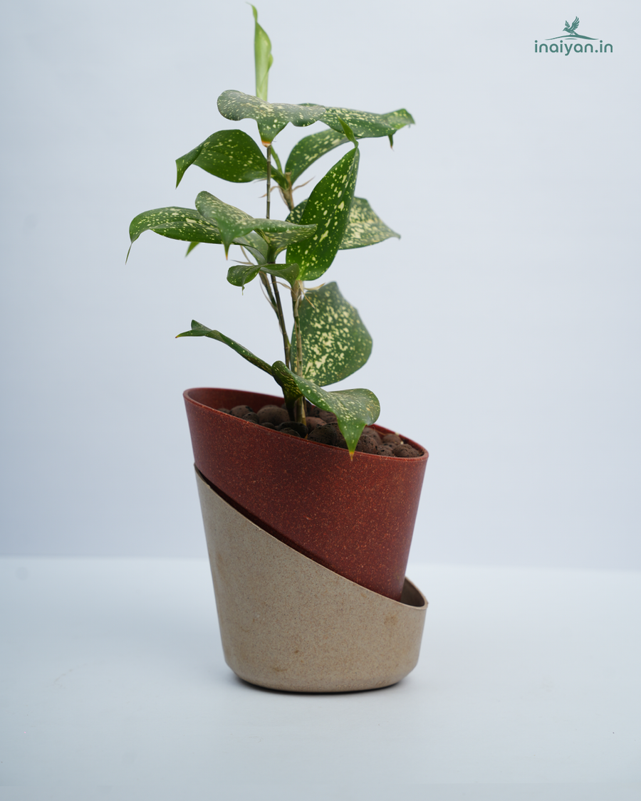Dual-Tone Self-Watering Eco Planter - Terracotta