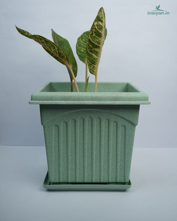 Square Sage Tulsi / Herb Garden Planter - 10"