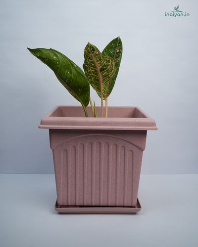 Square Dusty Rose Tulsi Garden Planter