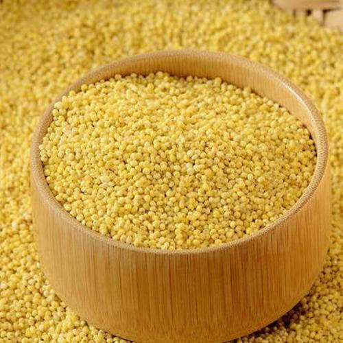 Foxtail Millet (தினை)